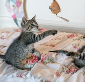 Adorable cats playing