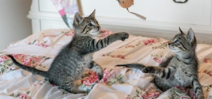 Adorable cats playing