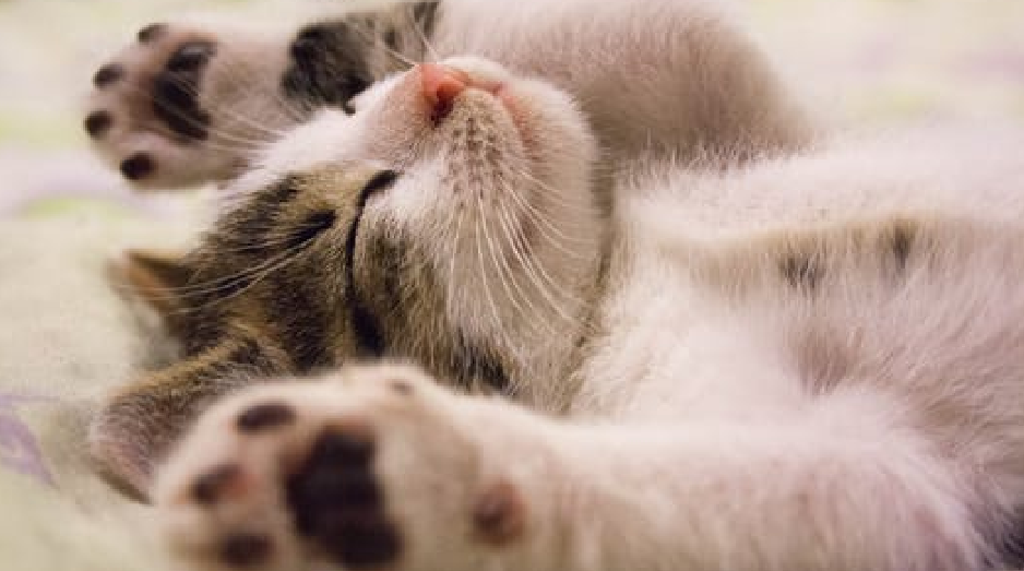 Cute cat relaxing