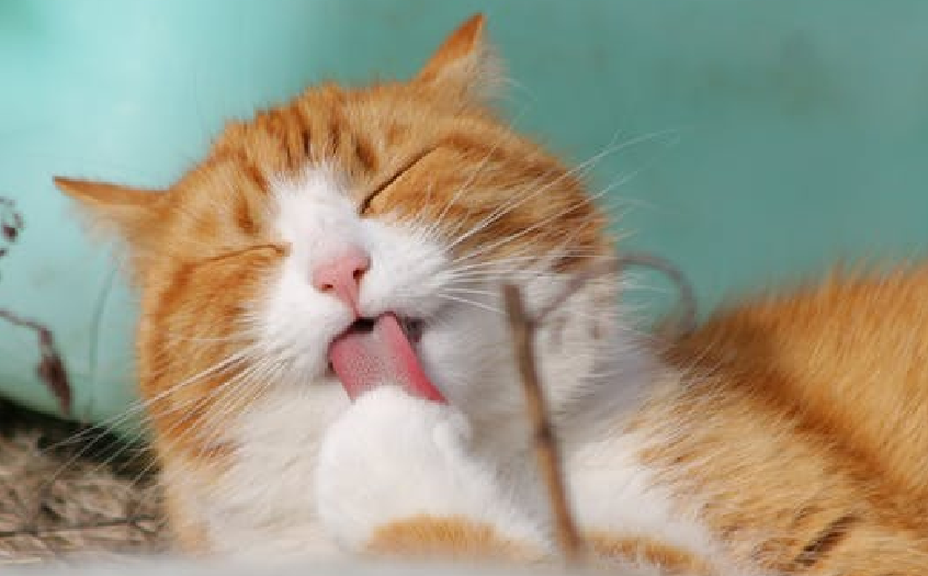 A cat cleaning itself